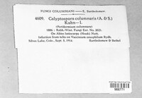 Calyptospora columnaris image